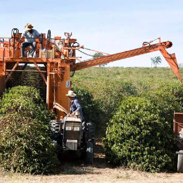 Brazil Cerrado Santos Natural